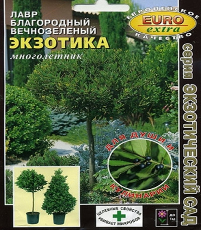 Лавр Экзотика вечнозеленый