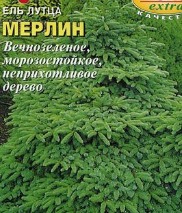 Ель Мерлин лутца