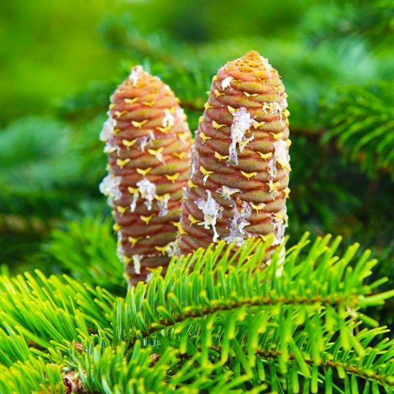 Пихта Нордмана Боржоми, Семена