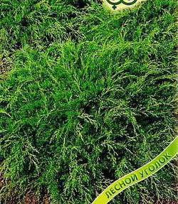 Микробиота Бенетацо перекрестнопарная