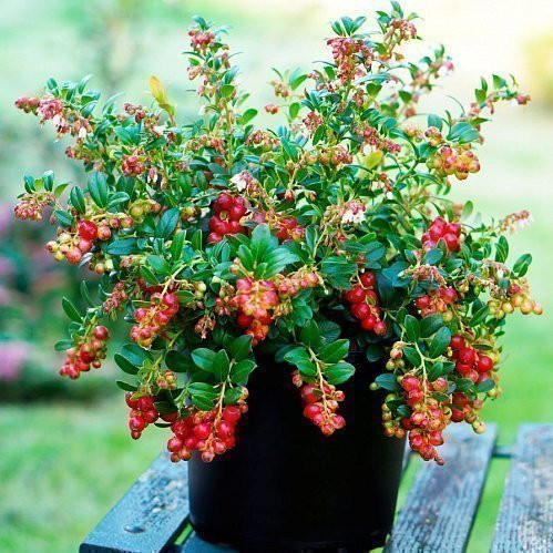 Брусника Хадион